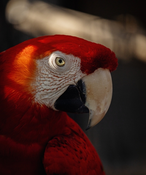 Where can I get some?